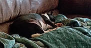 Bella is registered to the contest to win money with this photo: black_cat, blanket, camouflage, cat, couch, cozy, curled_up, dark_fur, furniture, home, indoor, living_room, nap, photography, resting, rolling_pin, sleeping, sofa, television, textile