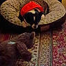 Bella joined the competition — help win amazing prizes! black_and_white, black_fur, blanket, cozy, dog, donut_bed, floor, home, indoors, looking_down, low_light, pet, pet_bed, portrait, red_clothing, red_hat, rug, sitting, small_dog, white_fur