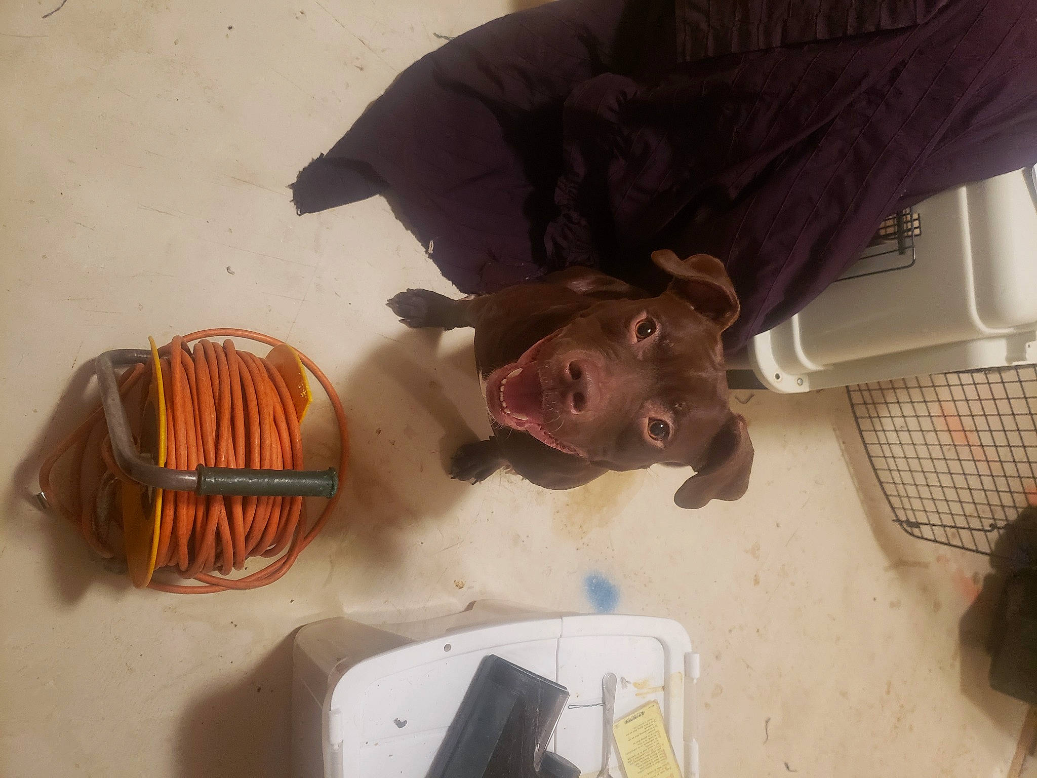 Little Foot is registered to the contest to win money with this photo: companion_dog, dog_breed, drum, fawn, folk_instrument, fun, fur, hand_drum, hat, headgear, membranophone, musical_instrument, personal_protective_equipment, room, smile, string_instrument, wood, working_animal