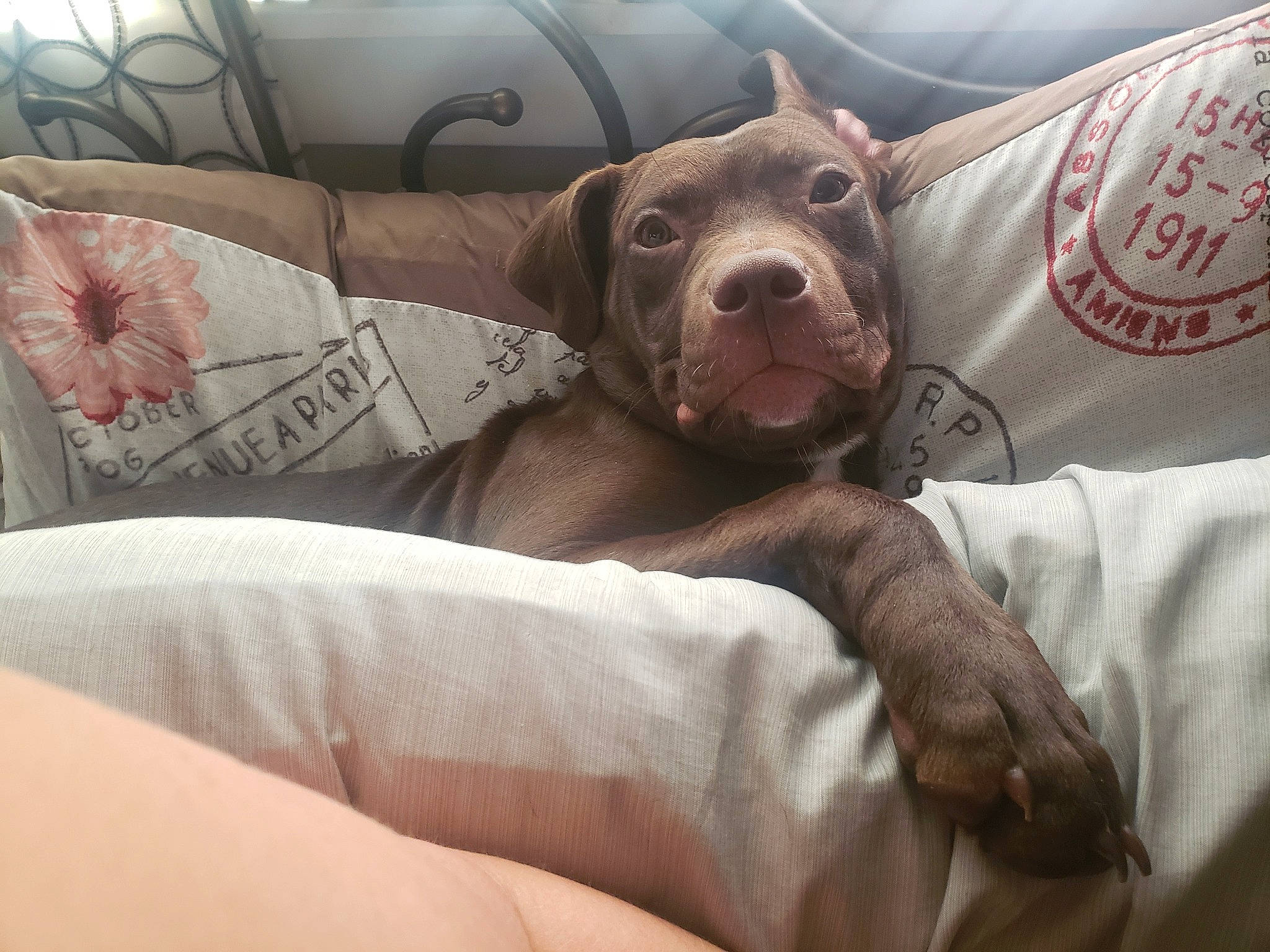 Little Foot joined the competition — help win amazing prizes! bed, bedding, canidae, carnivore, comfort, companion_dog, couch, dog, dog_breed, fawn, fur, human_leg, linens, nap, non_sporting_group, pillow, sporting_group, toy_dog, whiskers, working_animal