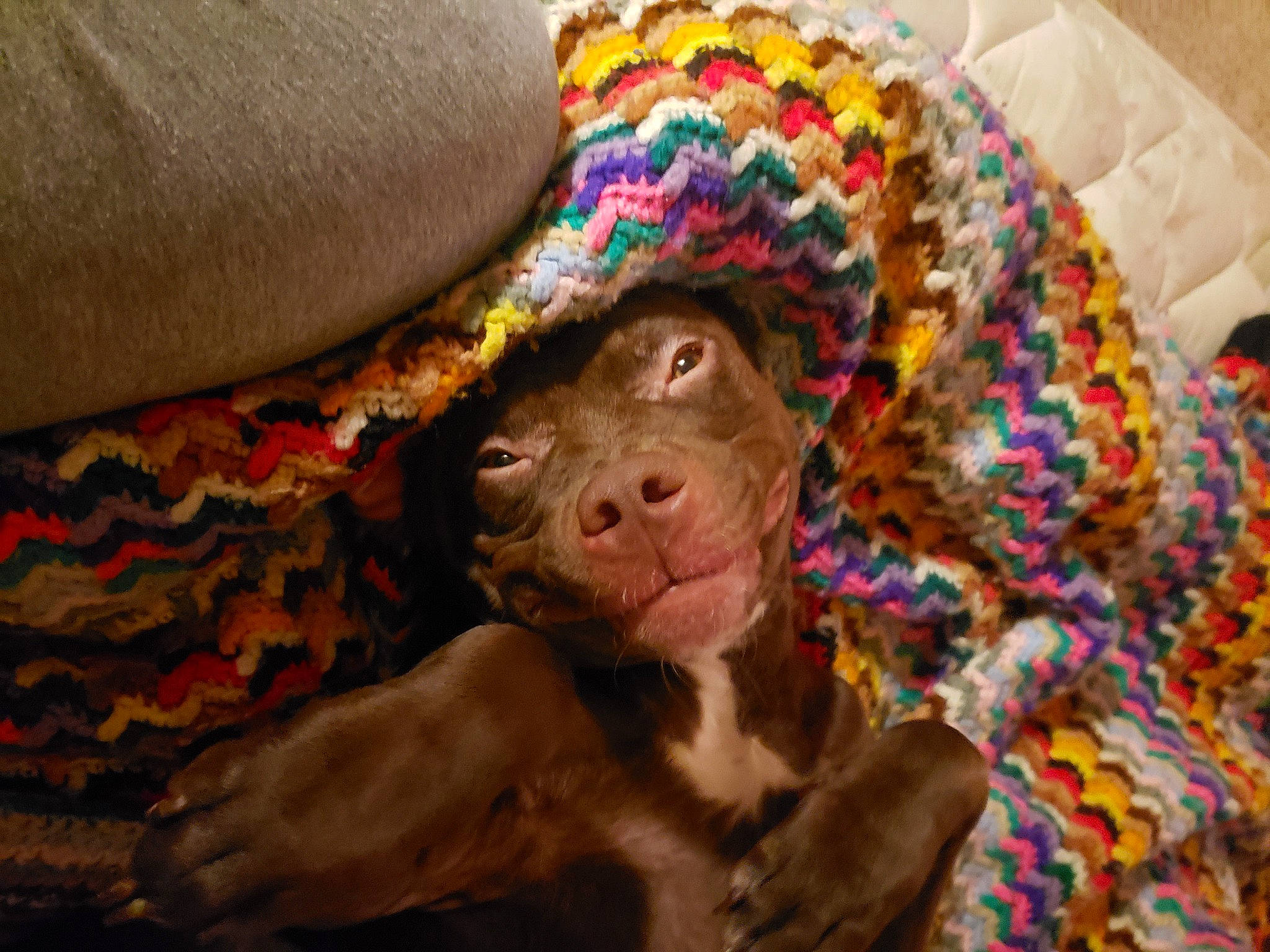 Little Foot is registered to the contest to win money with this photo: art, canidae, carnivore, comfort, companion_dog, dog, dog_breed, fawn, fur, linens, liver, pattern, snout, sporting_group, terrestrial_animal, textile, toy, visual_arts, woolen, working_animal