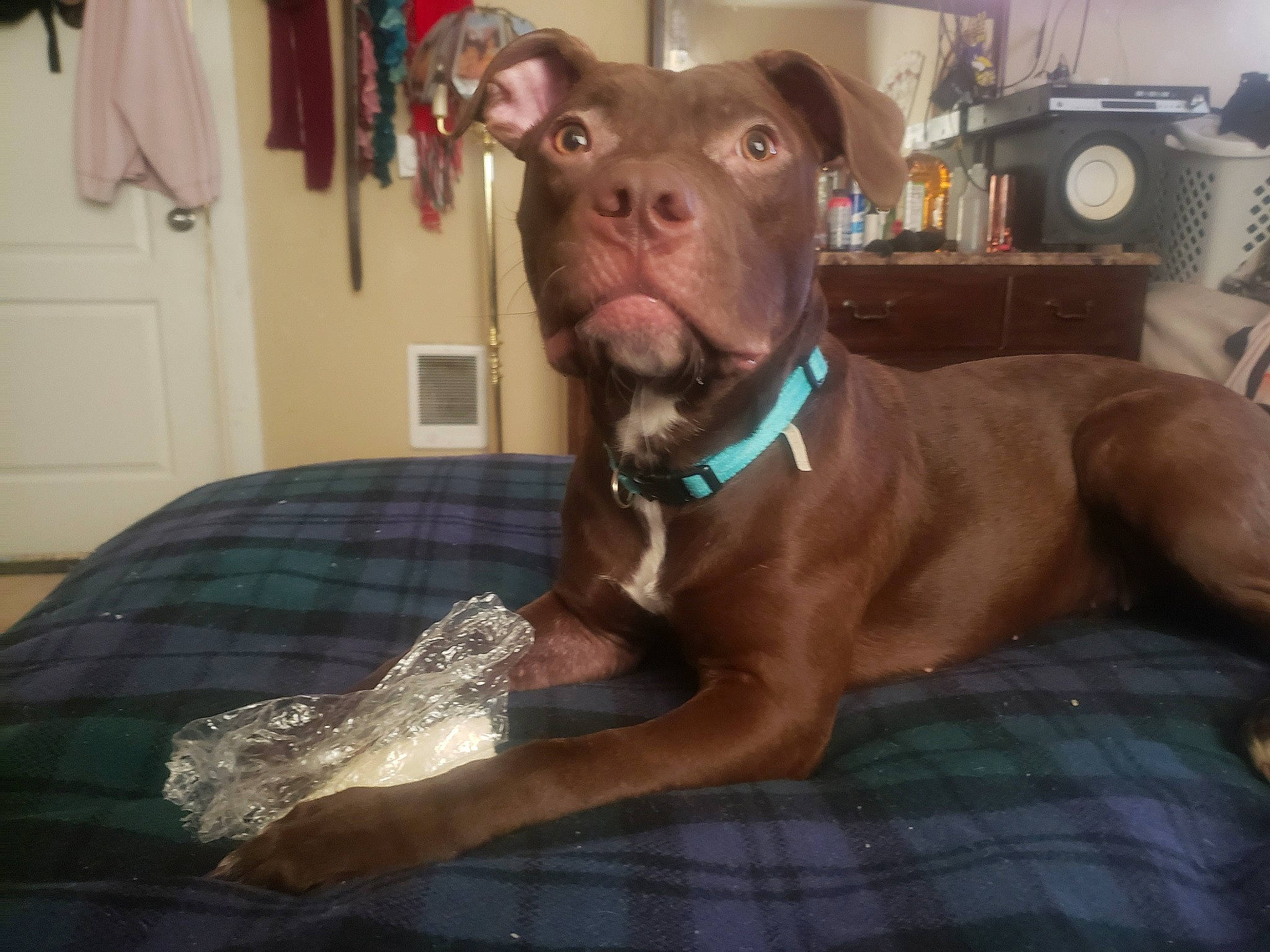 Little Foot is registered to the contest to win money with this photo: carnivore, collar, comfort, companion_dog, dog, dog_breed, dog_collar, dog_supply, door, fawn, fur, guard_dog, liver, pattern, pet_supply, plaid, sporting_group, tartan, whiskers, working_animal