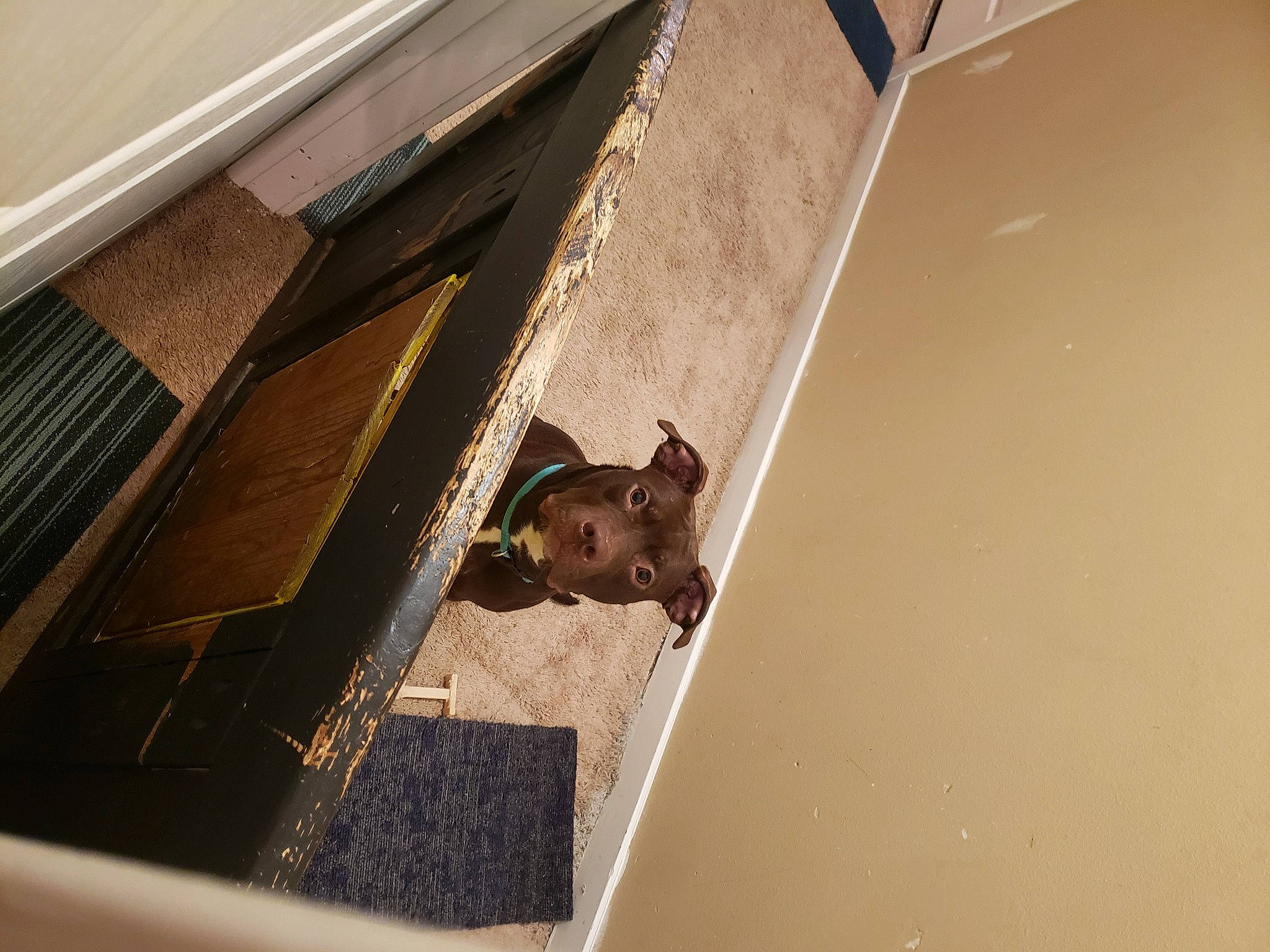 Little Foot joined the competition — help win amazing prizes! brown, building, ceiling, composite_material, concrete, facade, floor, flooring, hardwood, metal, pattern, plywood, rectangle, roof, room, shadow, stairs, tints_and_shades, wood, wood_stain