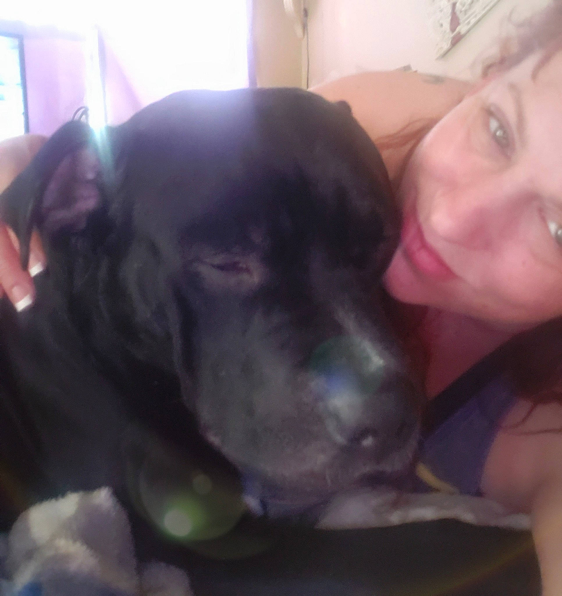 Cain Mischief is registered to the contest to win money with this photo: borador, canidae, carnivore, comfort, companion_dog, dog, dog_breed, ear, fawn, fur, gesture, happy, liver, nose, plant, selfie, snout, sporting_group, whiskers, working_animal