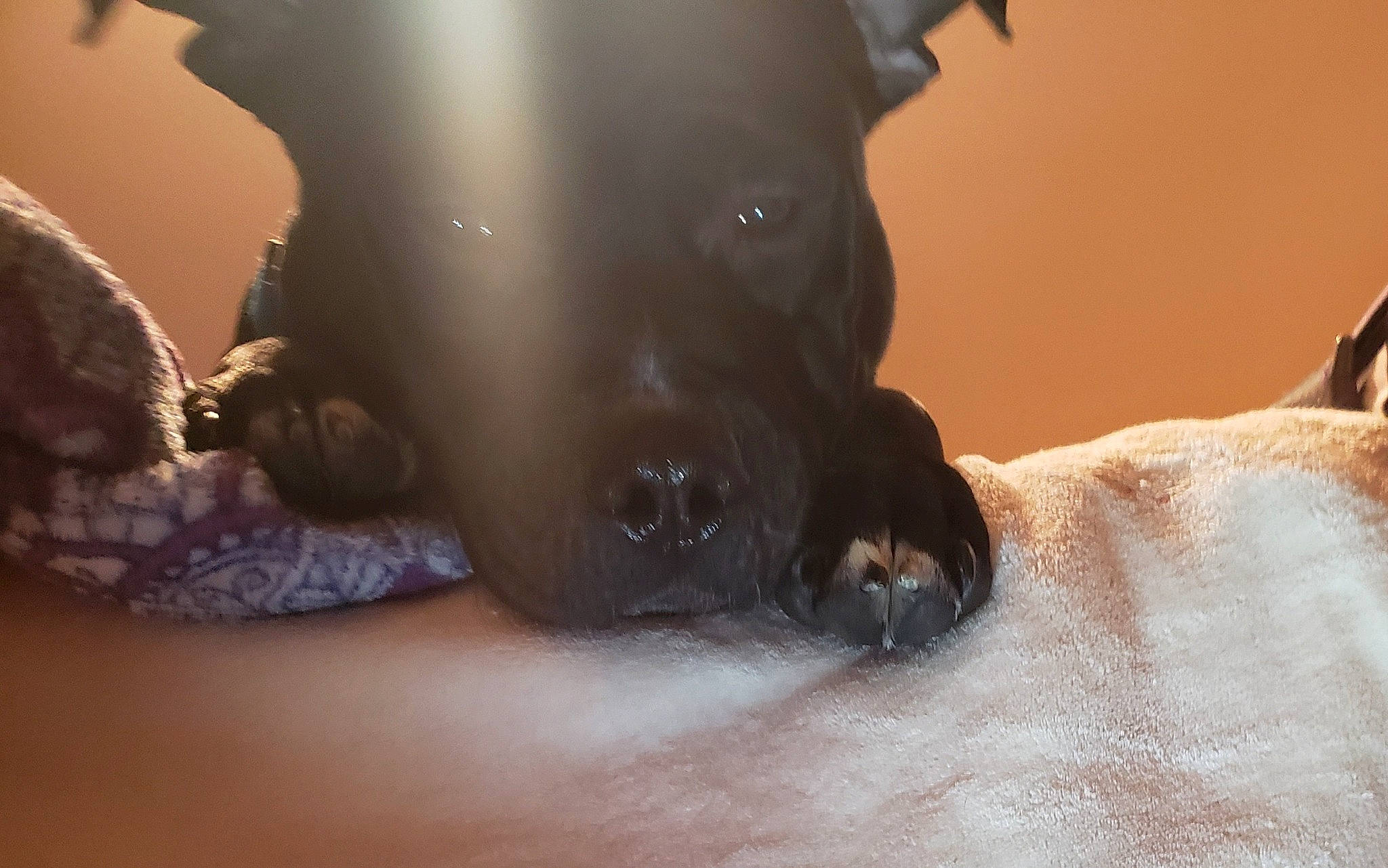 Cain Mischief joined the competition — help win amazing prizes! canidae, carnivore, close_up, comfort, companion_dog, dog, dog_breed, ear, fawn, fur, gesture, guard_dog, human_leg, liver, molosser, snout, sporting_group, terrestrial_animal, whiskers, working_animal