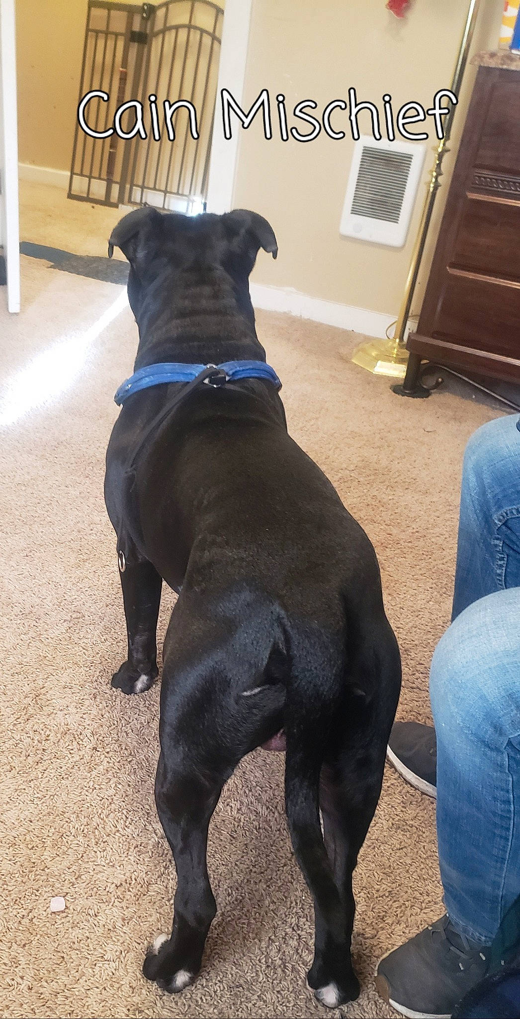 Cain Mischief is registered to the contest to win money with this photo: cabinetry, carnivore, collar, comfort, companion_dog, denim, dog, dog_breed, dog_collar, door, electric_blue, fawn, flooring, fur, guard_dog, pet_supply, snout, sporting_group, tail, working_animal