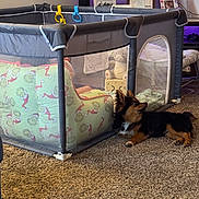 Binu joined the competition — help win amazing prizes! animal, baby_chair, carpet, colorful, cozy, cushion, dog, domestic, fabric, floor, furniture, home, indoor, living_room, pet, playpen, relaxing, stuffed_animal, television, toy