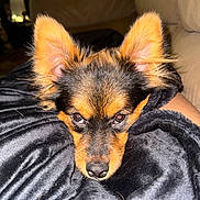 Binu is registered to the contest to win money with this photo: dog, puppy, pet, black_blanket, ears, face, nose, fur, cozy, indoors, couch, brown, black, animal, cute, lying_down, closeup, soft_texture, relaxed, domestic