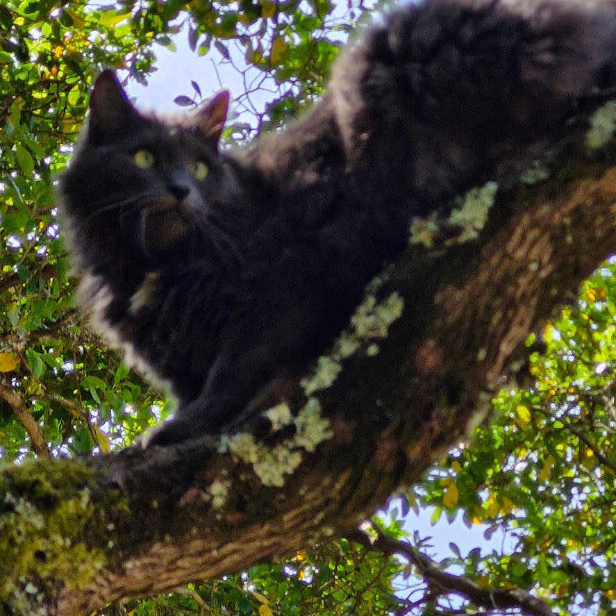 Mia participe au concours pour gagner de l'argent avec cette photo : animal, black_cat, branch, cat, closeup, curious, daylight, feline, fur, green_leaves, moss, nature, outdoor, perched, pet, plant, sky, tree, wildlife, wood