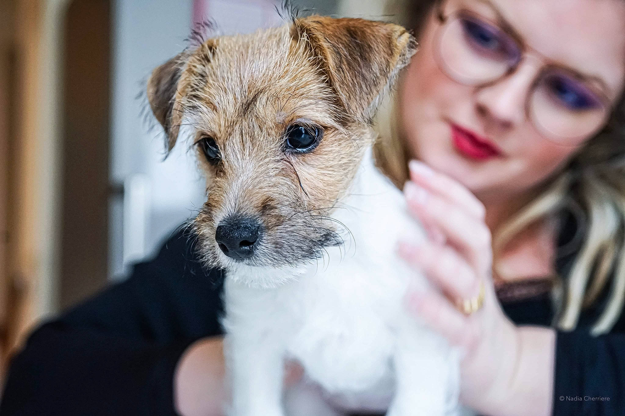 Rolly a rejoint le concours — aidez-le/la à gagner de superbes lots ! canidae, carnivore, companion_dog, dog, dog_breed, ear, eyelash, eyewear, fawn, fur, hand, happy, nail, puppy, small_terrier, snout, sporting_group, terrier, whiskers, working_animal