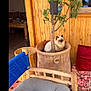 Mimine a rejoint le concours — aidez-le/la à gagner de superbes lots ! bench, blue_chair, cat, cozy, cushion, decor, floor_rug, fluffy_cat, green_leaves, home, indoor, natural_light, plant_pot, pottery, red_pillow, relaxing, tree, wooden_furniture, wooden_wall, woven_chair