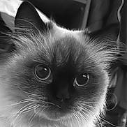 Mimine participe au concours pour gagner de l'argent avec cette photo : animal, black_and_white, cat, close_up, curious, cute, expression, eyes, face, feline, fluffy, fur, head, indoor, mammal, nose, pet, portrait, soft, whiskers