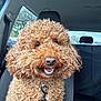 dog, curly_hair, red_leash, car_interior, seat, happy, pet, animal, close_up, smiling, fur, leash, window, daylight, canine, companion, transport, domestic_animal, portrait, friendly
