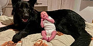 Katelyn is registered to the contest to win money with this photo: baby, black_dog, dog, bed, blanket, smiling, indoor, furniture, sleeping, cute, pet, animal, person, infant, resting, white_clothing, peaceful, cozy, domestic, friendship