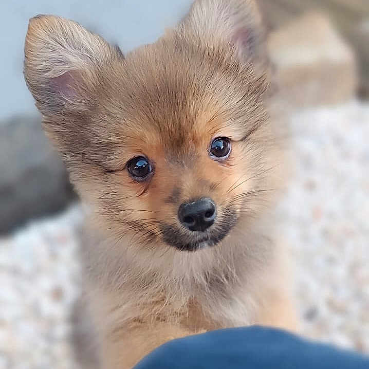 Volt participe au concours pour gagner de l'argent avec cette photo : animal, canine, chihuahua, clothing, cockerspaniel, coyote, dog, eskimodog, face, fox, head, kitfox, pants, papillon, person, pet, photography, puppy, rock, snout