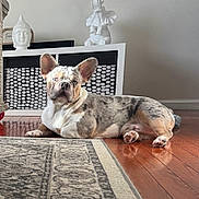 Teddy joined the competition — help win amazing prizes! blue_eyes, buddha, cabinet, dog, ear, figurine, french_bulldog, furniture, hardwood_floor, home_interior, indoor, pattern, paw, pet, portrait, relaxed, resting, rug, sculpture, sunlight