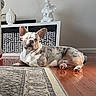 blue_eyes, buddha, cabinet, dog, ear, figurine, french_bulldog, furniture, hardwood_floor, home_interior, indoor, pattern, paw, pet, portrait, relaxed, resting, rug, sculpture, sunlight