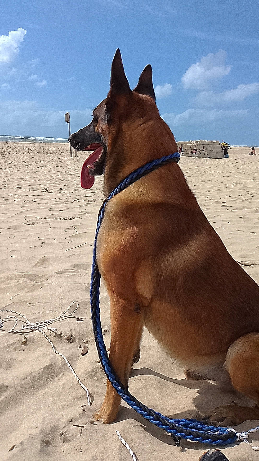 Leuky participe au concours pour gagner de l'argent avec cette photo : beach, canidae, carnivore, cloud, collar, companion_dog, dog, dog_breed, dog_collar, dog_supply, fawn, landscape, ocean, pet_supply, sand, sky, snout, sporting_group, water, working_animal