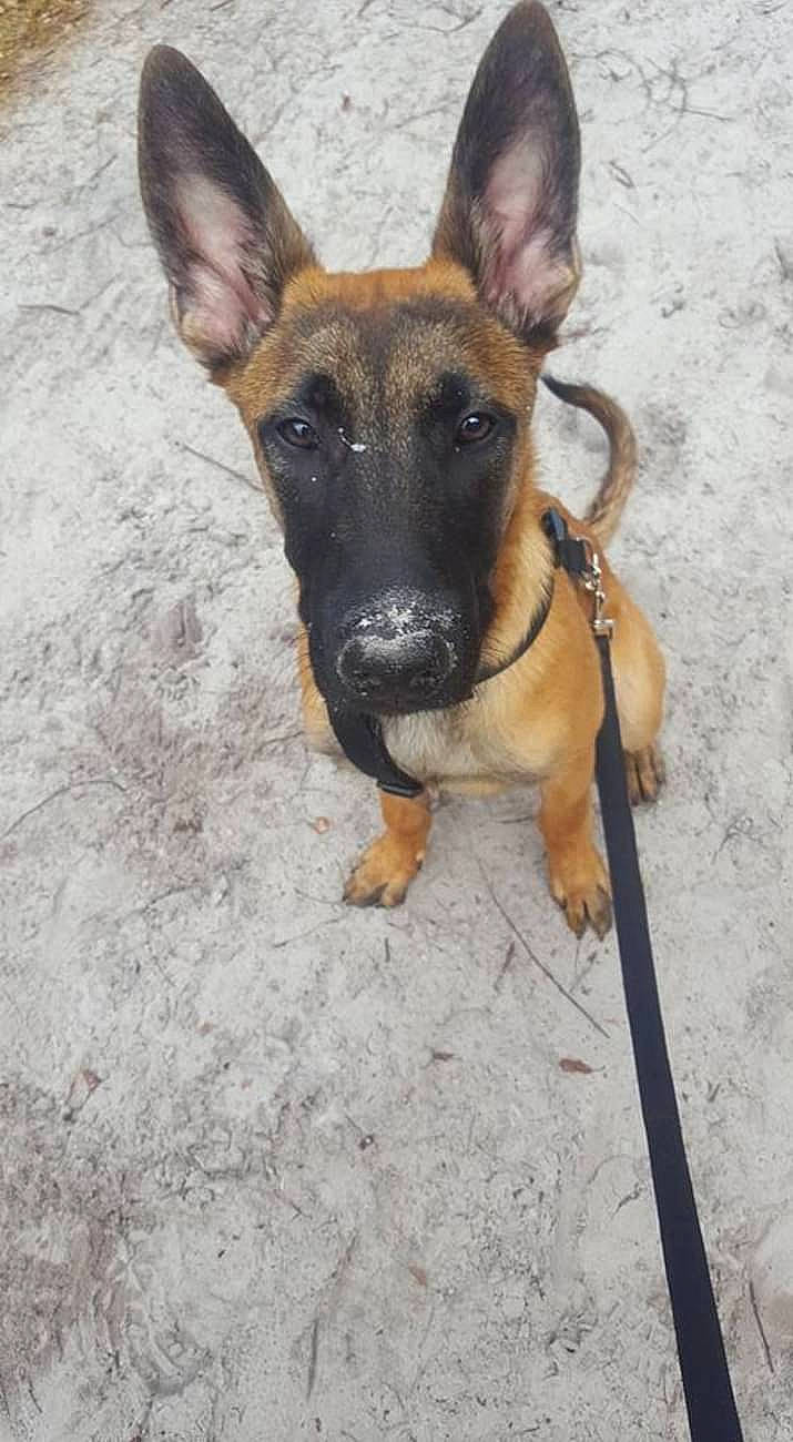 Leuky participe au concours pour gagner de l'argent avec cette photo : canidae, carnivore, companion_dog, dog, dog_breed, fawn, snout, sporting_group, terrestrial_animal, working_animal, working_dog