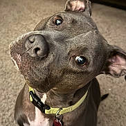 Lulu is registered to the contest to win money with this photo: dog, pet, animal, canine, collar, indoor, carpet, brown, white, ears, face, fur, looking_up, cute, domestic, mammal, portrait, expression, sitting, curious