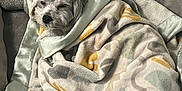 Dog joined the competition — help win amazing prizes! dog, blanket, couch, pet, cozy, sleepy, fur, indoor, plush, comfort, wrapped, patterned_blanket, relaxed, cute, animal, fur_texture, snuggled, home, resting, soft