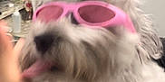 Dog joined the competition — help win amazing prizes! accessory, animal, blurry, cabinet, canine, countertop, cute, dog, domestic, fluffy, funny, hand, indoor, kitchen, pet, pink_sunglasses, playful, portrait, tongue_out, white_fur