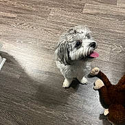 Dog joined the competition — help win amazing prizes! dog, pet, floor, wood_floor, indoor, stuffed_toy, monkey_toy, tongue_out, happy, small_dog, fur, looking_up, cute, animal, playful, domestic, companion, toy, flooring, home
