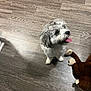 dog, pet, floor, wood_floor, indoor, stuffed_toy, monkey_toy, tongue_out, happy, small_dog, fur, looking_up, cute, animal, playful, domestic, companion, toy, flooring, home