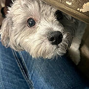 Dog joined the competition — help win amazing prizes! animal, black_nose, close_up, companion, curious, cute, denim, dog, domestic, face, fluffy, friendly, furry, indoor, lap, looking_up, pet, resting, small_dog, wooden_table