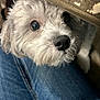 animal, black_nose, close_up, companion, curious, cute, denim, dog, domestic, face, fluffy, friendly, furry, indoor, lap, looking_up, pet, resting, small_dog, wooden_table