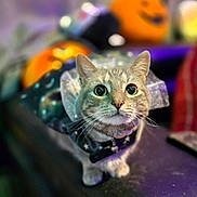 Motto joined the competition — help win amazing prizes! cat, animal, pet, costume, halloween, pumpkin, decorations, indoor, couch, wide_eyes, cute, feline, domestic_cat, portrait, fancy_dress, holiday, festive, whiskers, collar, blurred_background