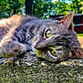 Motto is registered to the contest to win money with this photo: cat, tabby, gray_cat, outdoor, sunlight, relaxing, animal, pet, closeup, stone_surface, greenery, nature, feline, whiskers, ears, eyes, paw, resting, blurred_background, daylight