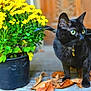 Goblin is registered to the contest to win money with this photo: black_cat, cat, bat_wings, yellow_eyes, yellow_flowers, flower_pot, jack_o_lantern, pumpkin_lantern, autumn_leaves, fall, halloween, decor, pet, animal, indoor, orange, green_leaves, cute, small_wings, holiday