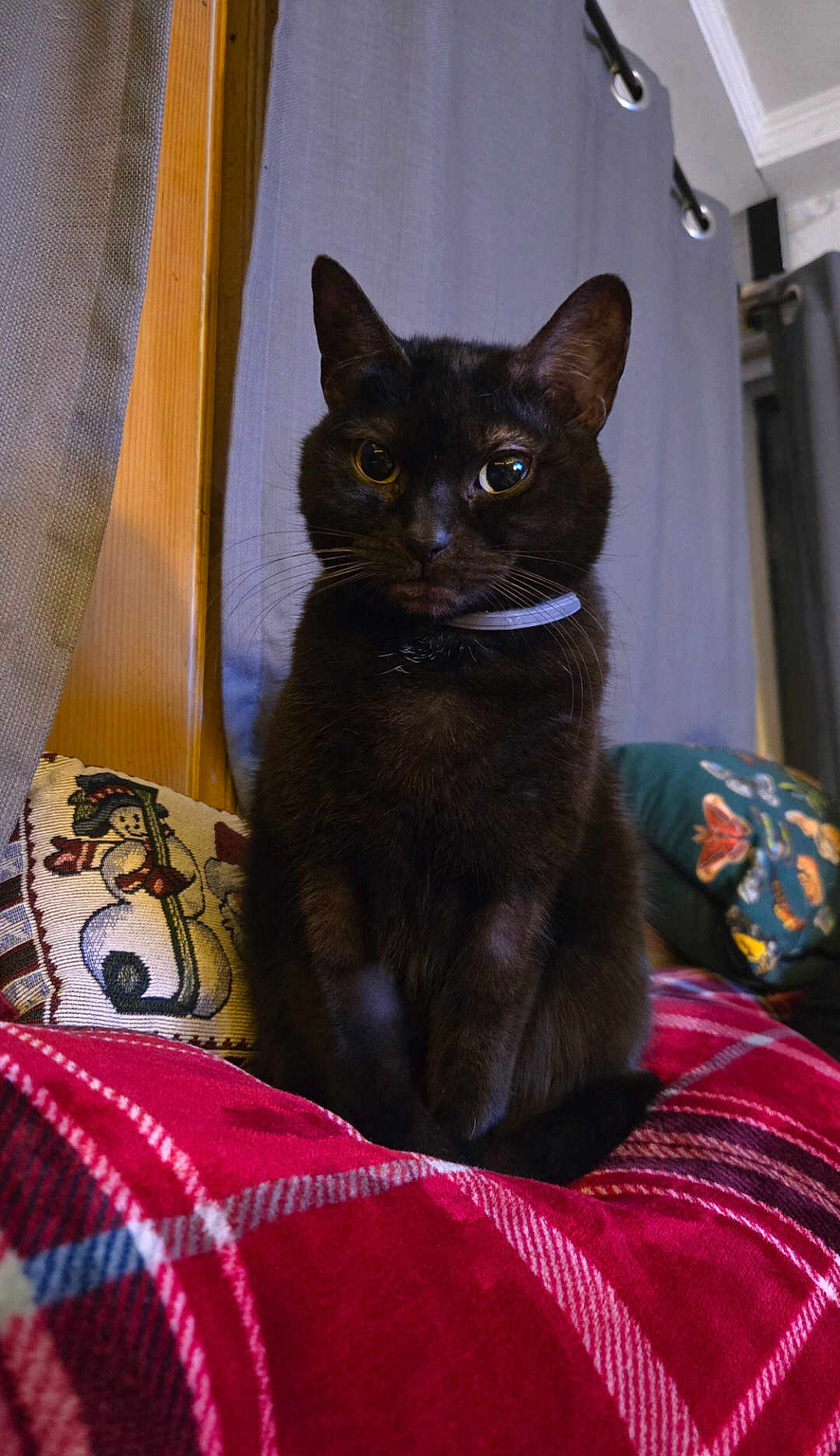 Goblin is registered to the contest to win money with this photo: cat, black_cat, pet, indoor, blanket, plaid, cushion, snowman, window, curtain, furniture, cozy, sitting, animal, whiskers, collar, portrait, feline, home, relaxed