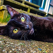 Goblin is registered to the contest to win money with this photo: black_cat, cat, yellow_eyes, outdoor, close_up, animal, pet, feline, lying_down, whiskers, ground, gravel, nature, wooden_structure, greenery, relaxed, portrait, fur, daylight, curious