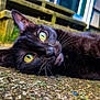 black_cat, cat, yellow_eyes, outdoor, close_up, animal, pet, feline, lying_down, whiskers, ground, gravel, nature, wooden_structure, greenery, relaxed, portrait, fur, daylight, curious