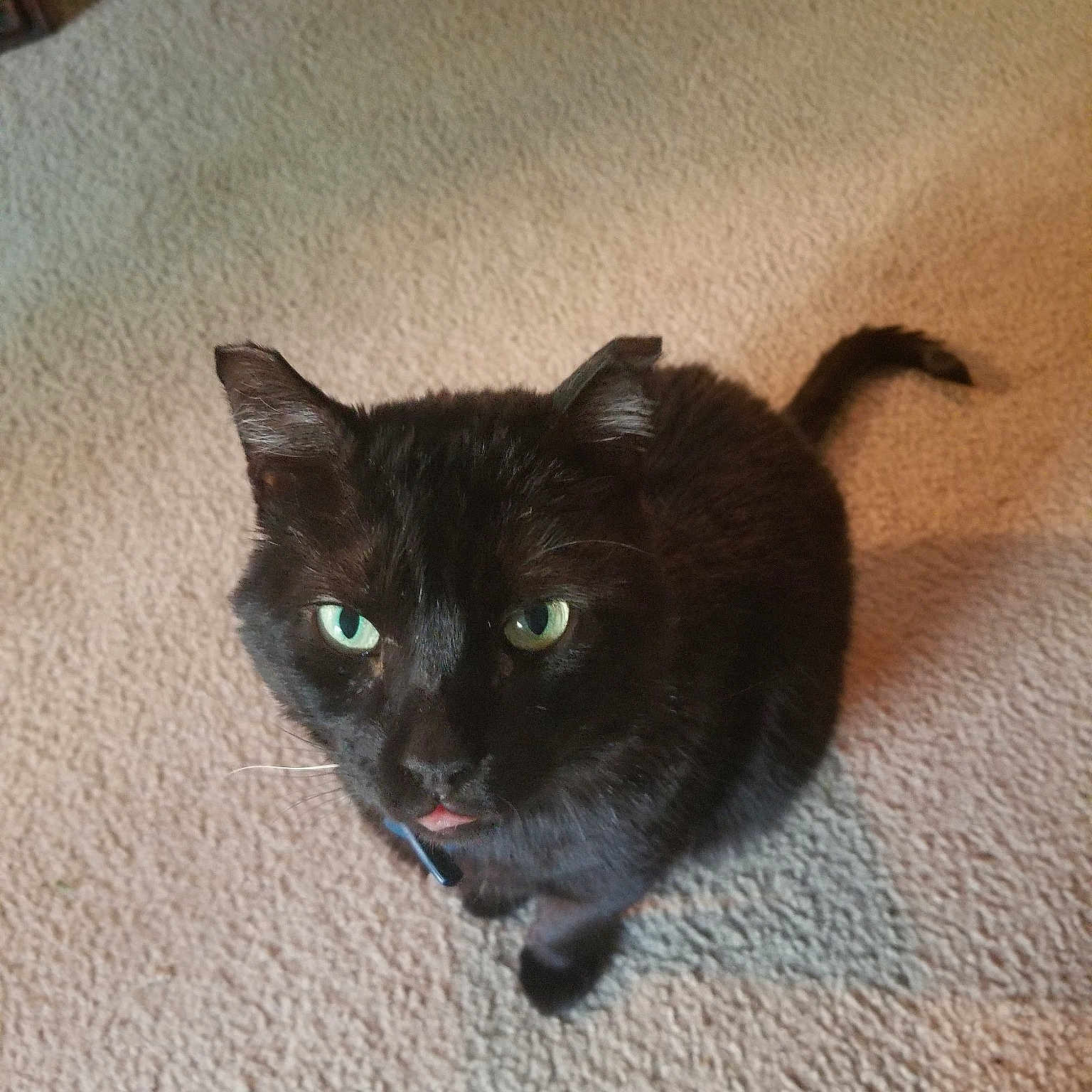 Salem is registered to the contest to win money with this photo: asian, black_cat, bombay, burmese, carnivore, cat, domestic_short_haired_cat, eye, felidae, fur, kitten, mammal, small_to_medium_sized_cats, snout, tail, whiskers