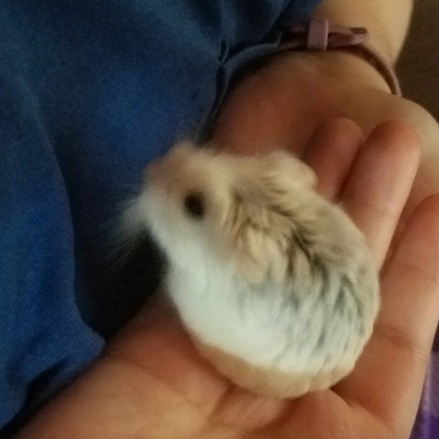 Freya joined the competition — help win amazing prizes! fawn, finger, fur, gerbil, hamster, hand, muridae, muroidea, nail, rodent, skin