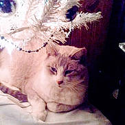 Kitty joined the competition — help win amazing prizes! cat, white_christmas_tree, blue_ornaments, holiday_lights, wooden_wall, indoor, pet, relaxed, feline, decorations, festive, soft_lighting, cozy, animal, christmas, resting, holiday, domestic, cute, warm