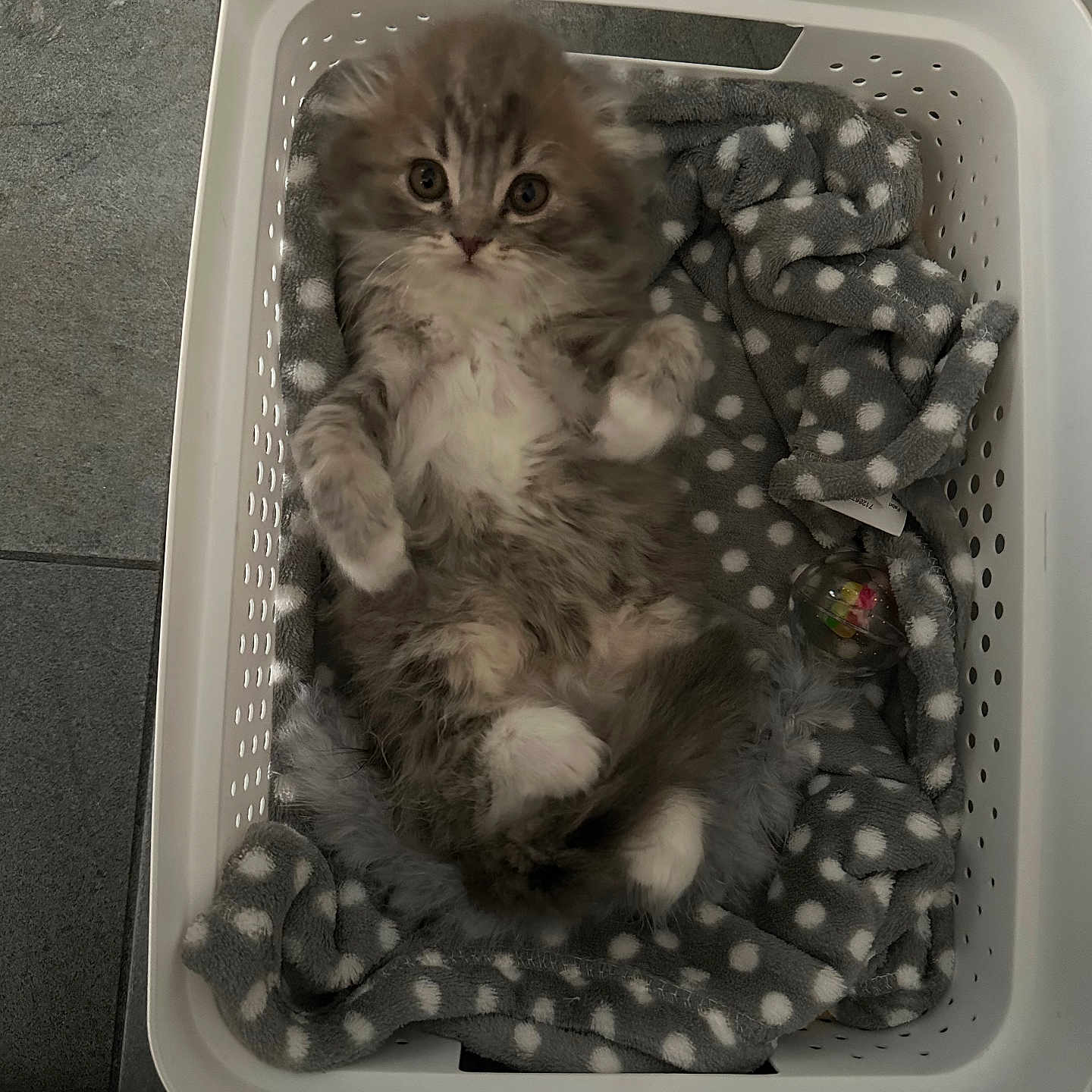 Cleo is registered to the contest to win money with this photo: basket, blanket, cat, cozy, cute, domestic_animal, feline, floor, fluffy, gray, indoor, kitten, looking, lying_down, pet, playful, polka_dot, toy, white, young