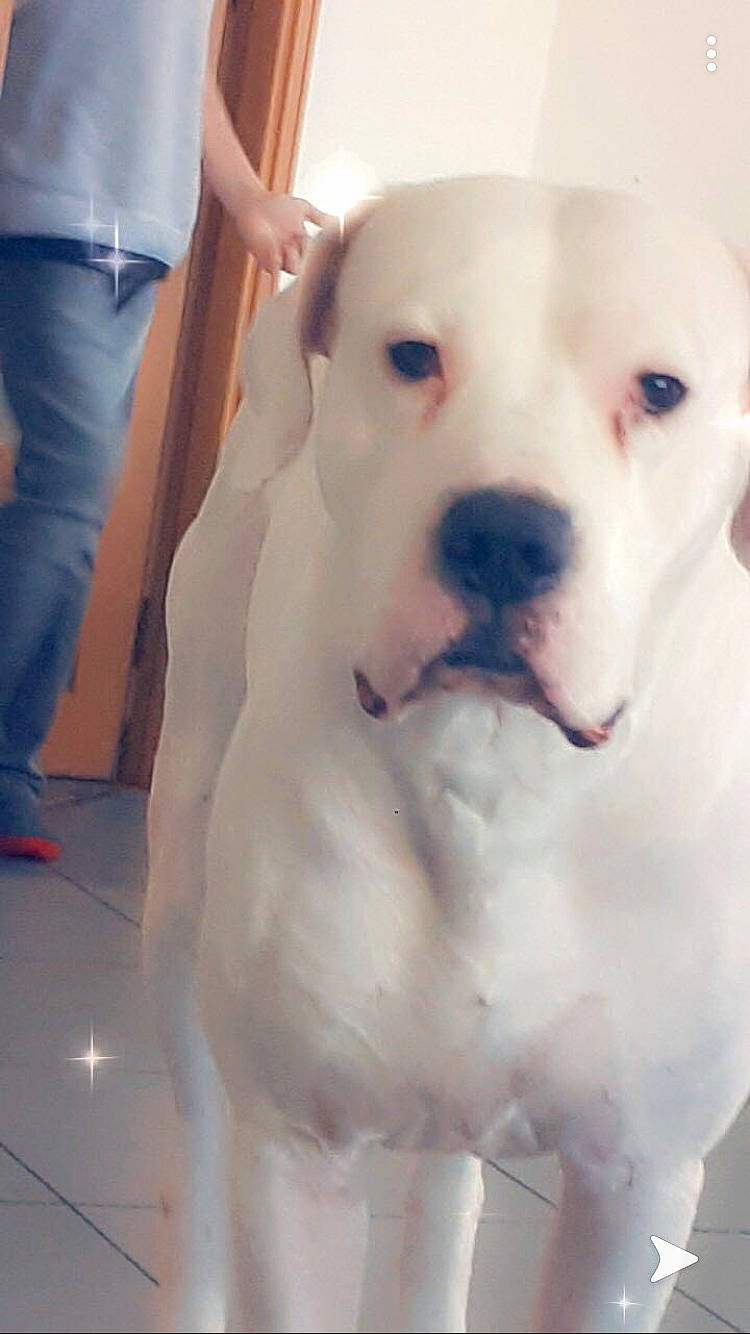 Ice-t participe au concours pour gagner de l'argent avec cette photo : american_bulldog, american_pit_bull_terrier, bulldog, bully_kutta, canidae, carnivore, cordoba_fighting_dog, dog, dog_breed, dogo_argentino, dogo_guatemalteco, mammal, non_sporting_group, nose, pit_bull, rare_breed_dog, snout, sporting_group, valley_bulldog, vertebrate