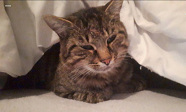 Mickey participe au concours pour gagner de l'argent avec cette photo : carnivore, cat, comfort, domestic_short_haired_cat, felidae, fur, paw, small_to_medium_sized_cats, snout, terrestrial_animal, whiskers