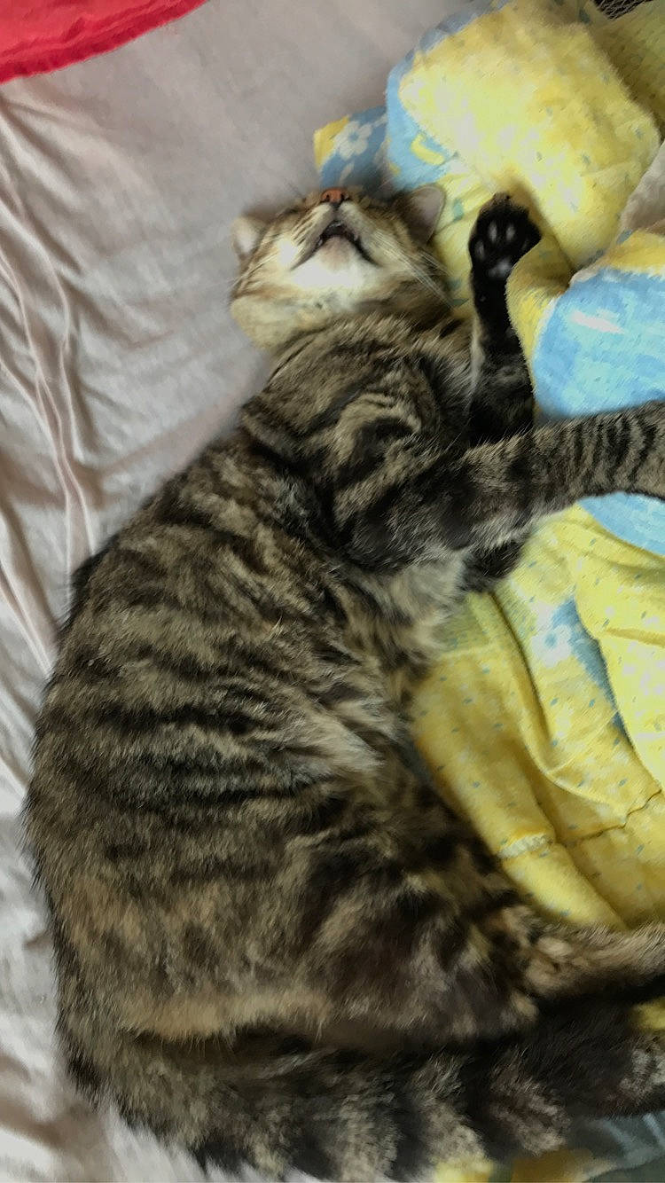 Mickey participe au concours pour gagner de l'argent avec cette photo : carnivore, cat, claw, comfort, domestic_short_haired_cat, felidae, fur, linens, nap, paw, small_to_medium_sized_cats, snout, tail, terrestrial_animal, whiskers