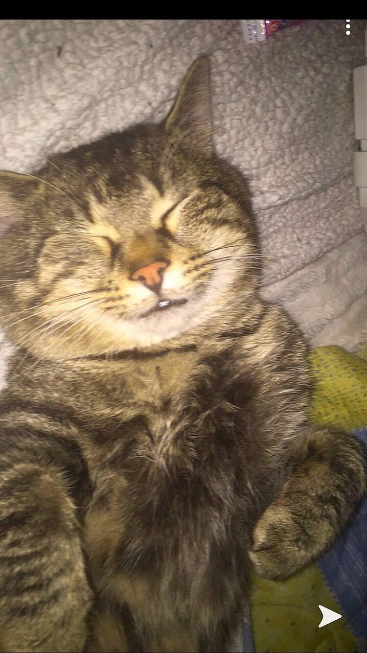 Mickey participe au concours pour gagner de l'argent avec cette photo : carnivore, cat, claw, comfort, domestic_short_haired_cat, fawn, felidae, fur, paw, sitting, small_to_medium_sized_cats, tail, terrestrial_animal, tree, whiskers, wildlife, wood