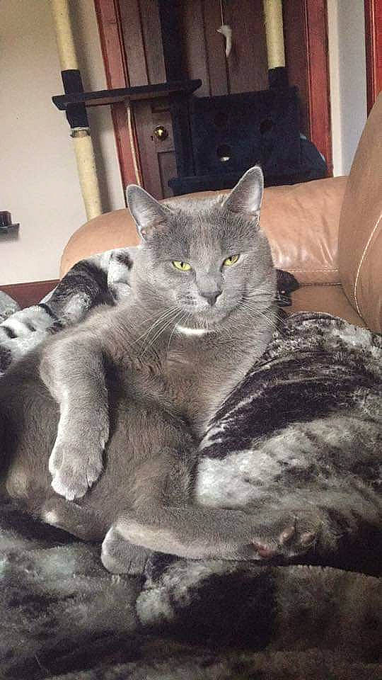 Tom is registered to the contest to win money with this photo: asian, british_shorthair, burmilla, carnivore, cat, chartreux, domestic_short_haired_cat, european_shorthair, felidae, kitten, korat, mammal, nebelung, russian_blue, small_to_medium_sized_cats, snout, vertebrate, whiskers