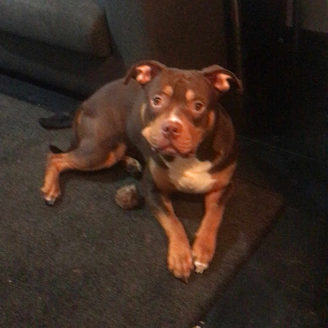 Bueno joined the competition — help win amazing prizes! animal, architecture, ball, building, bulldog, canine, chair, couch, cushion, dog, furniture, homedecor, hound, indoors, livingroom, pet, pitbull, puppy, room, sport