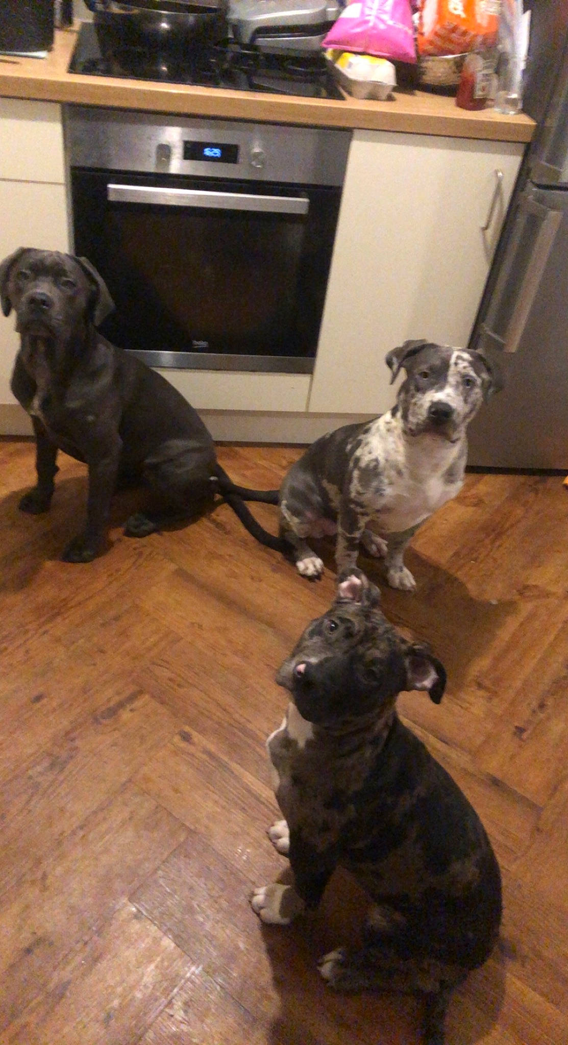 Luna joined the competition — help win amazing prizes! canidae, carnivore, companion_dog, dog, dog_breed, door_mat, fawn, floor, flooring, fur, hardwood, home_appliance, laminate_flooring, liver, mammal, snout, tail, wood, wood_flooring, working_animal