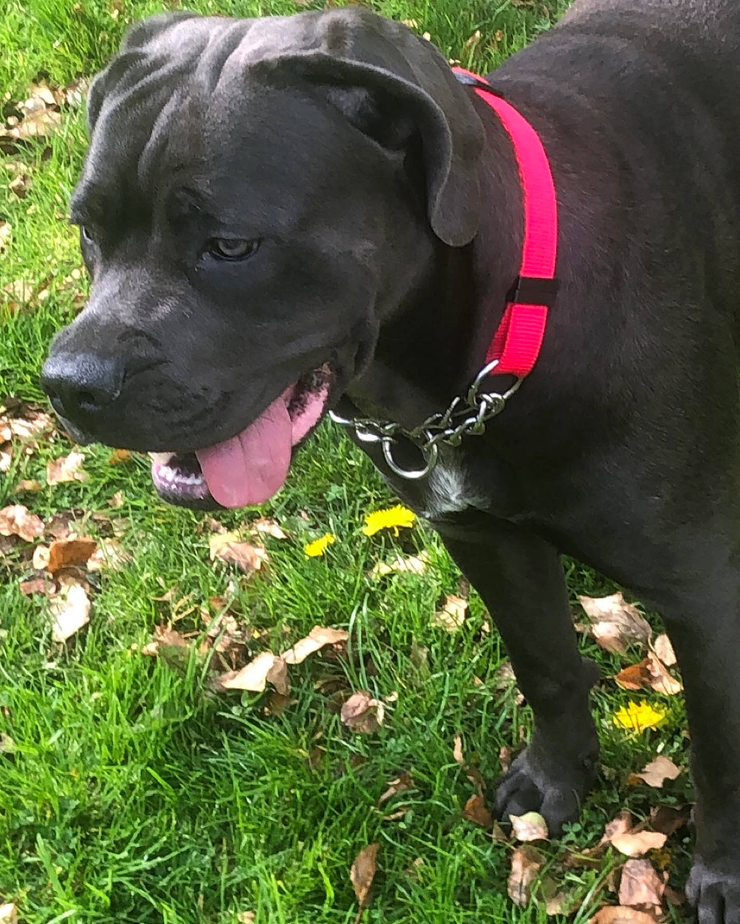 Storm joined the competition — help win amazing prizes! borador, canidae, carnivore, collar, companion_dog, dog, dog_breed, dog_collar, dog_supply, fashion_accessory, grass, gun_dog, leash, pet_supply, plant, pointing_breed, retriever, snout, whiskers, working_animal