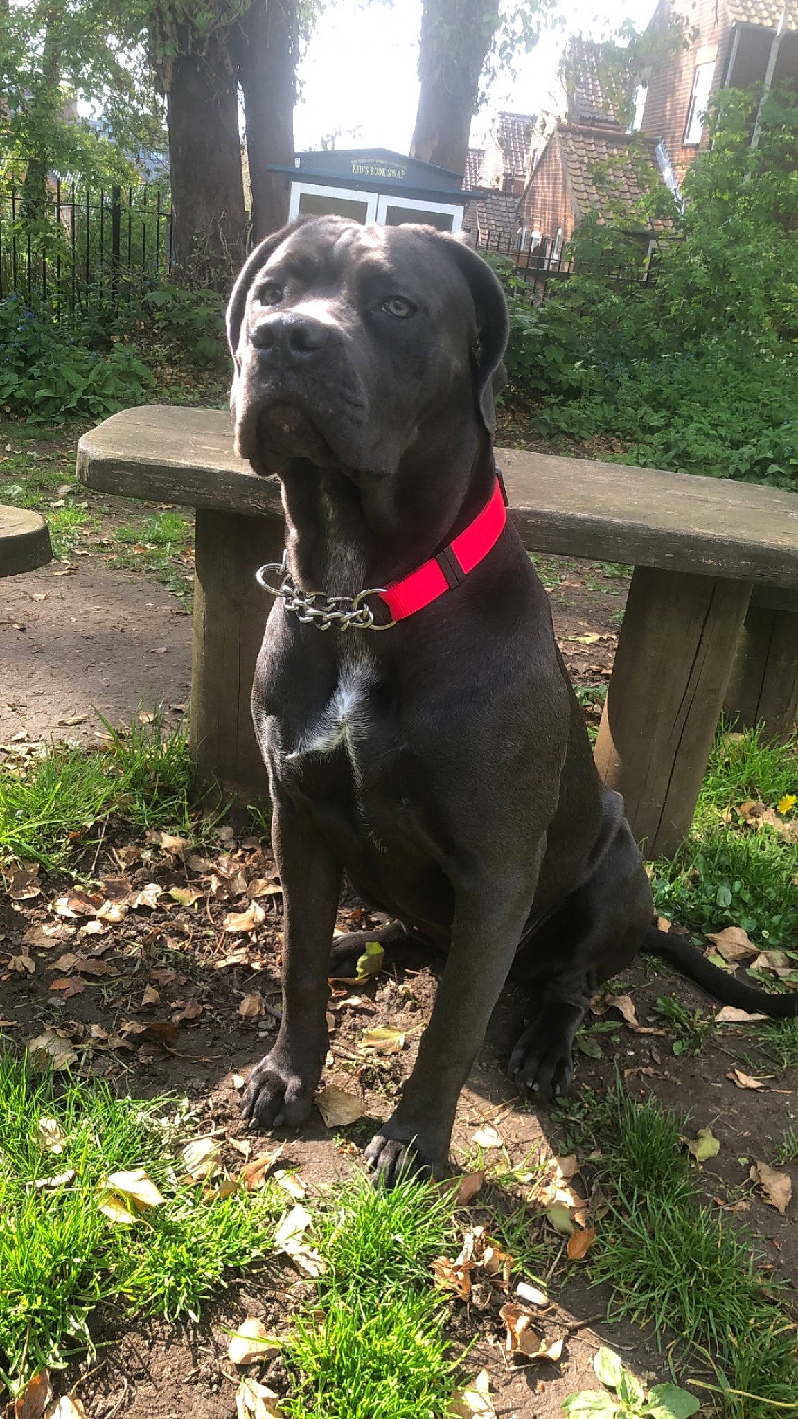 Storm is registered to the contest to win money with this photo: borador, canidae, carnivore, collar, companion_dog, dog, dog_breed, dog_collar, fawn, grass, guard_dog, gun_dog, liver, pet_supply, plant, tail, terrestrial_animal, tree, whiskers, working_animal