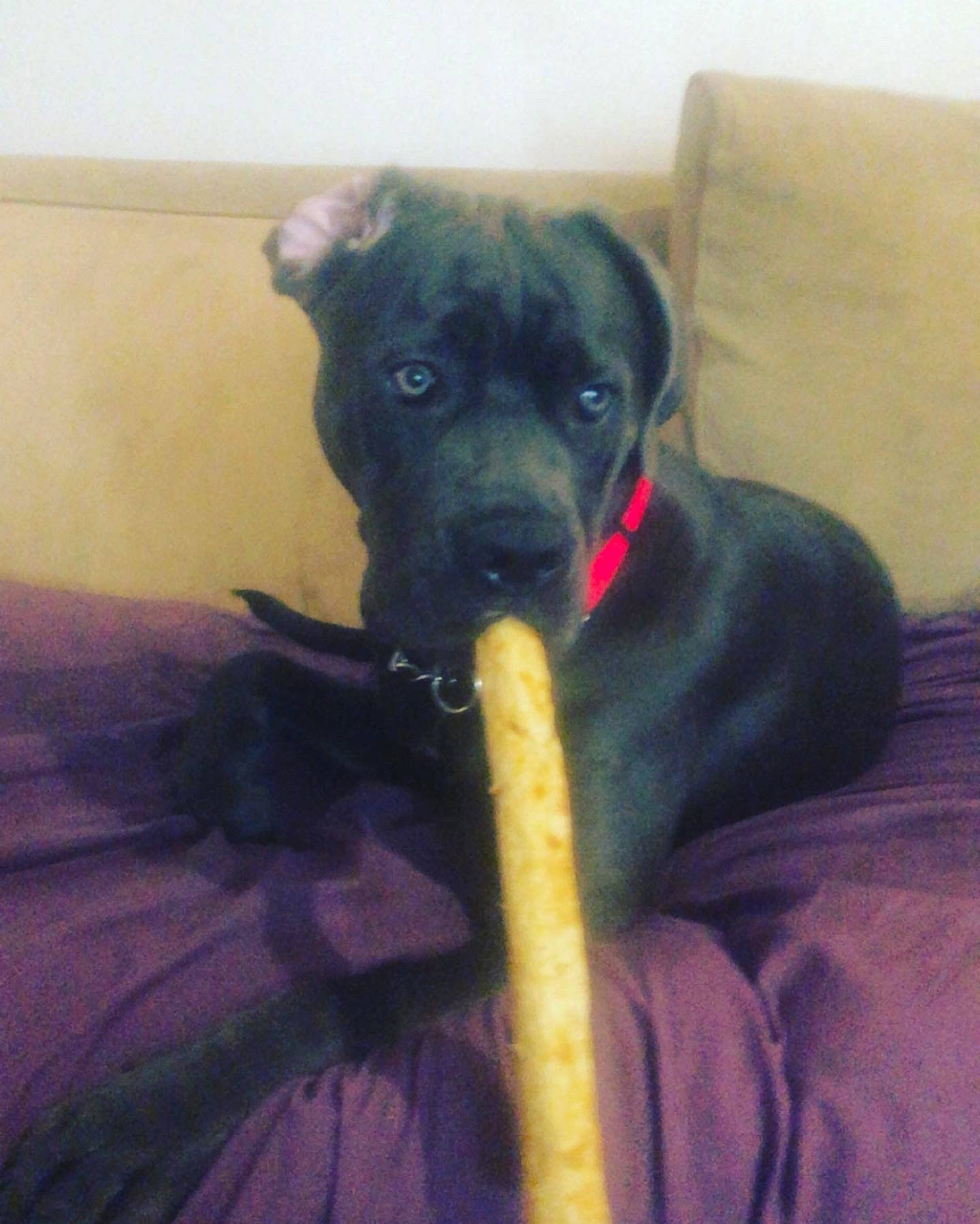 Storm joined the competition — help win amazing prizes! borador, canidae, carnivore, comfort, companion_dog, couch, dog, dog_breed, fawn, fur, guard_dog, non_sporting_group, snout, sporting_group, tail, terrestrial_animal, toy_dog, whiskers, working_animal, wrinkle